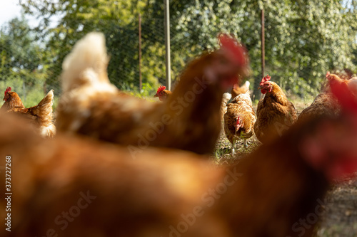 Free range organic chickens poultry in a country farm, germany © Martin