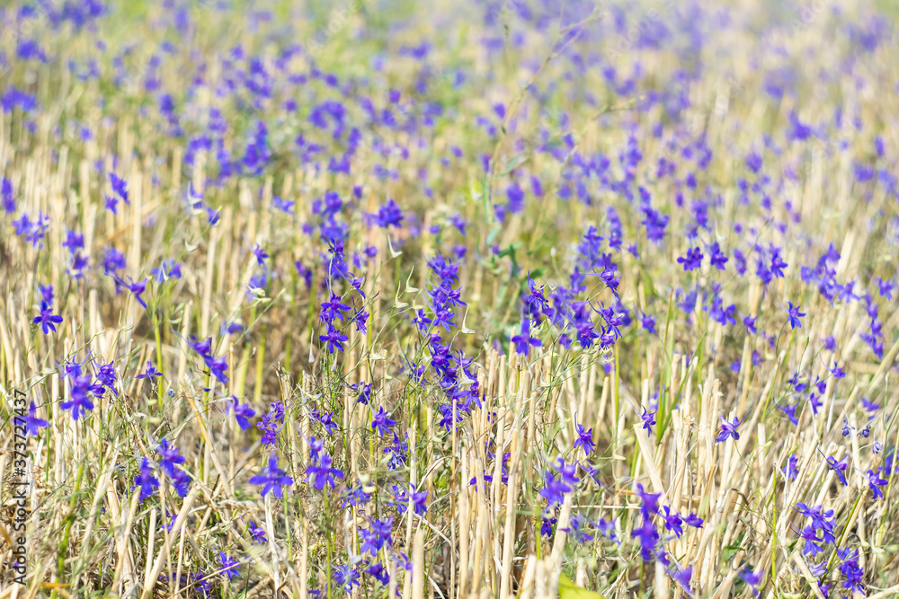 Naklejka premium Field consolida is a herbaceous annual plant, a weed growing in crops of wheat or rye. Consolida among mown wheat as a background.