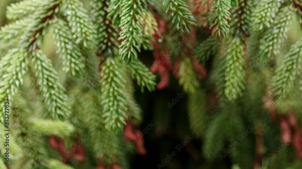 Blurred background of fir branches Blurred background of fir branches