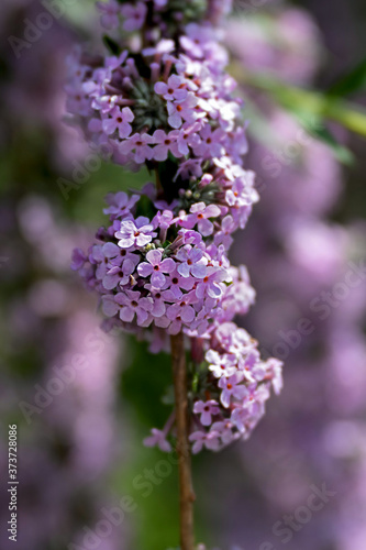 delicate flowers of lilac in front of blurred background