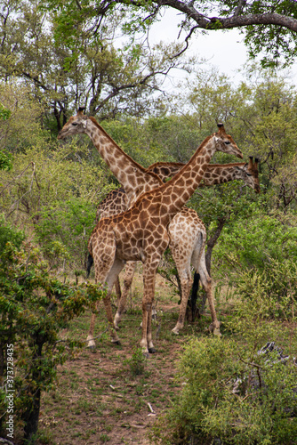 Girafe  Giraffa Camelopardalis  Parc national Kruger  Afrique du Sud