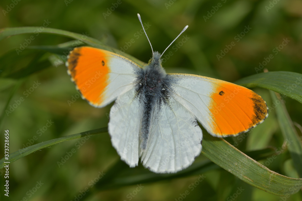 Fototapeta premium Ein Aurora Falter im Gras