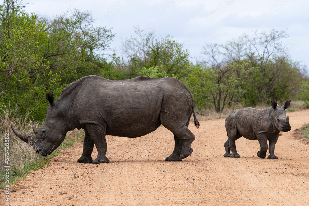 Rhinocéros blanc, femelle et jeune, white rhino, Ceratotherium simum, Parc national Kruger, Afrique du Sud Rhinocéros blanc, femelle et jeune, white rhino, Ceratotherium simum, Parc national Kruger, Afrique du Sud