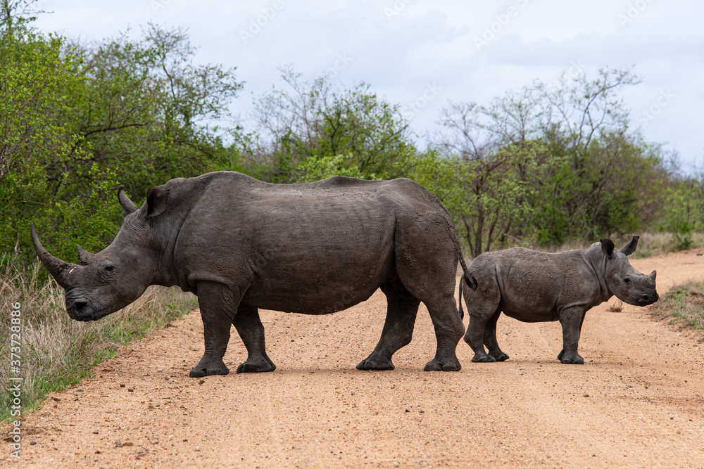 Fototapeta premium Rhinocéros blanc, femelle et jeune, white rhino, Ceratotherium simum, Parc national Kruger, Afrique du Sud