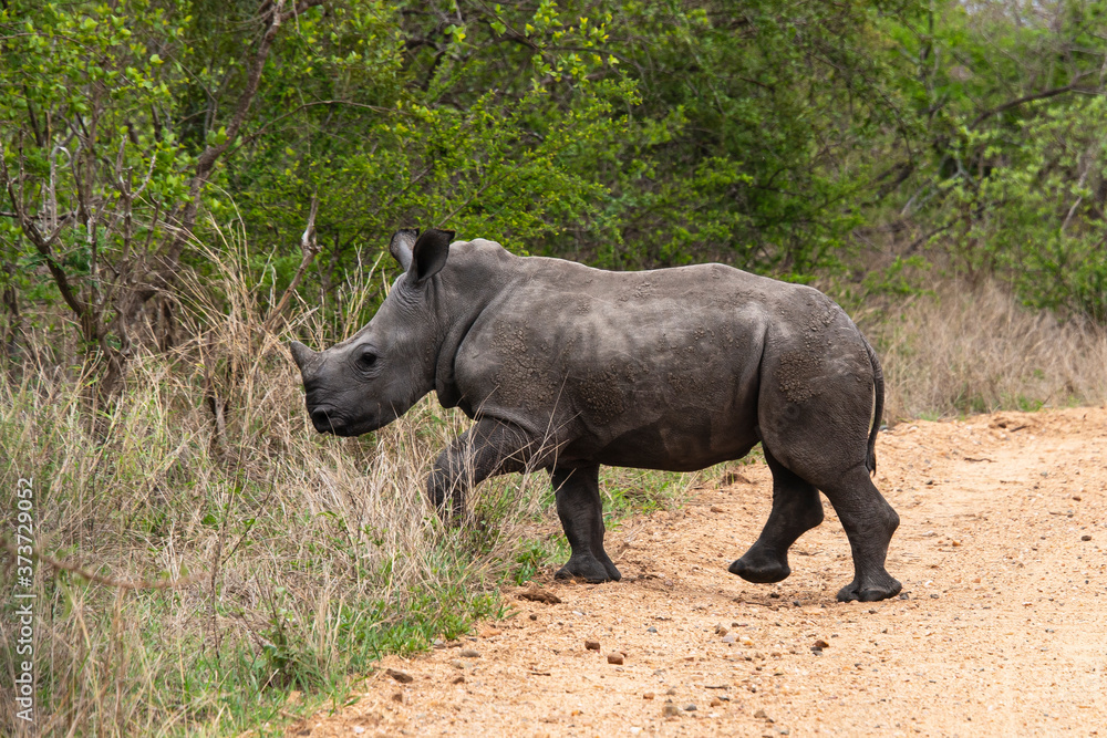 Rhinocéros blanc, jeune, white rhino, Ceratotherium simum, Parc national Kruger, Afrique du Sud Rhinocéros blanc, jeune, white rhino, Ceratotherium simum, Parc national Kruger, Afrique du Sud