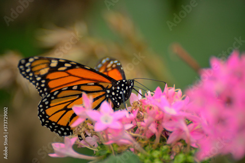ein Monarchfalter auf einer Blütendolde