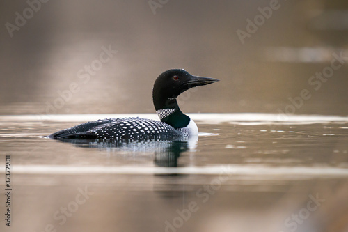 Canadian loon in the wild photo