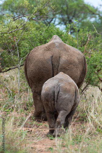 Rhinocéros blanc, femelle et jeune, white rhino, Ceratotherium simum, Parc national Kruger, Afrique du Sud