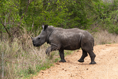 Rhinoc  ros blanc  jeune  white rhino  Ceratotherium simum  Parc national Kruger  Afrique du Sud