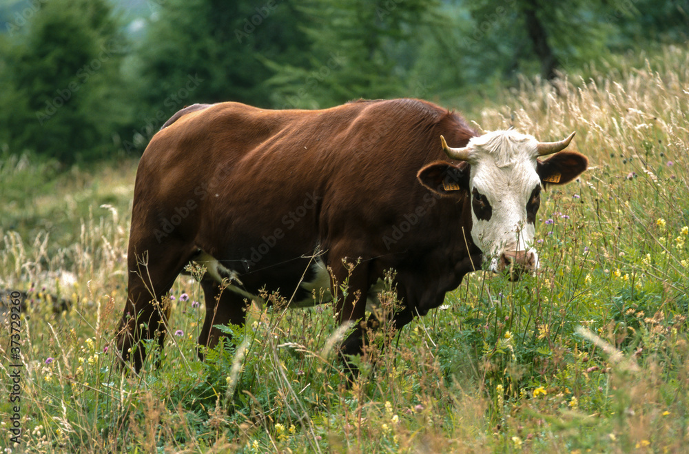 Vache , race Abondance, Haute Savoie, Alpes, 74 Vache , race Abondance, Haute Savoie, Alpes, 74