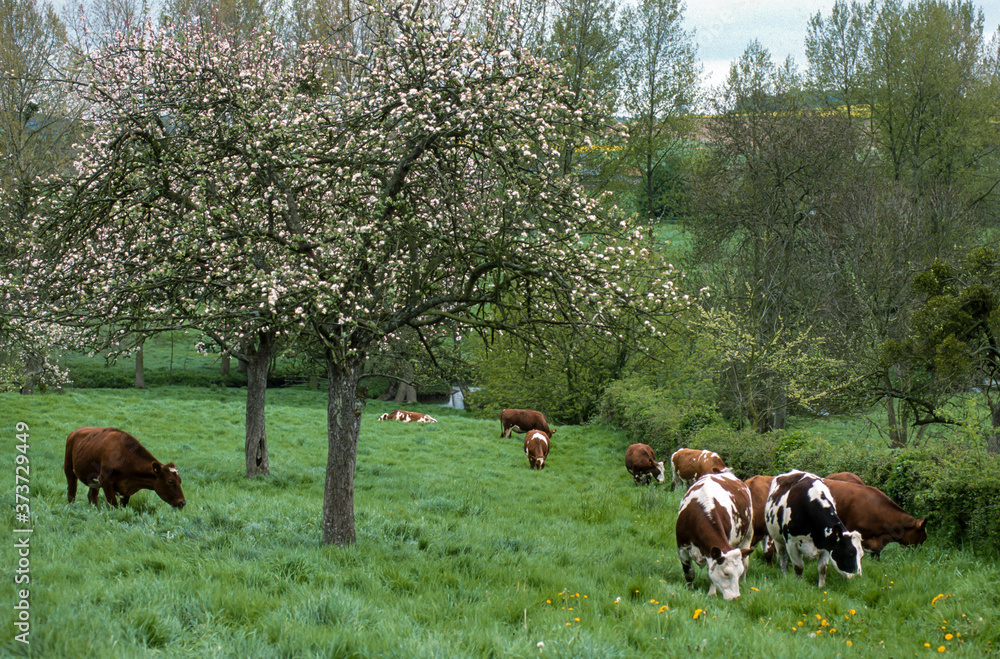 Keuken achterwand met Vache , race Normande, Pommier en fleurs, 76, Normandie #373729449