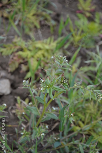 White flower of Field gromwell or corn gromwell, Lithospermum arvense photo