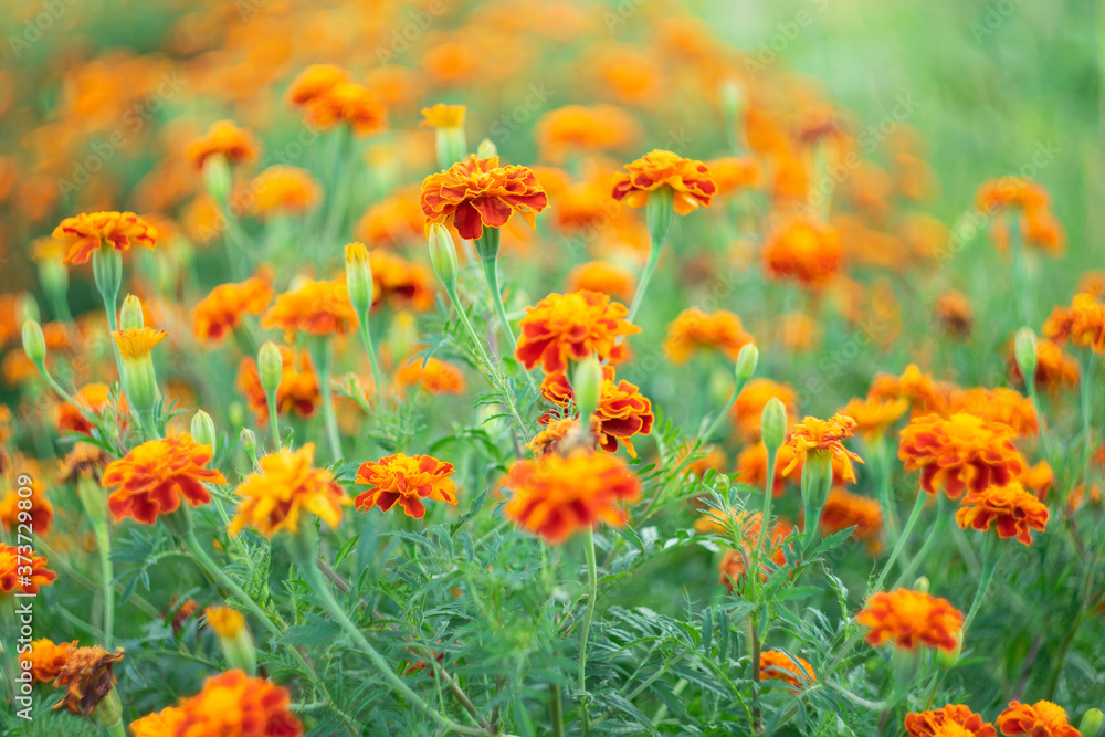 Orange flowers marigolds in the early morning on a blurred natural background