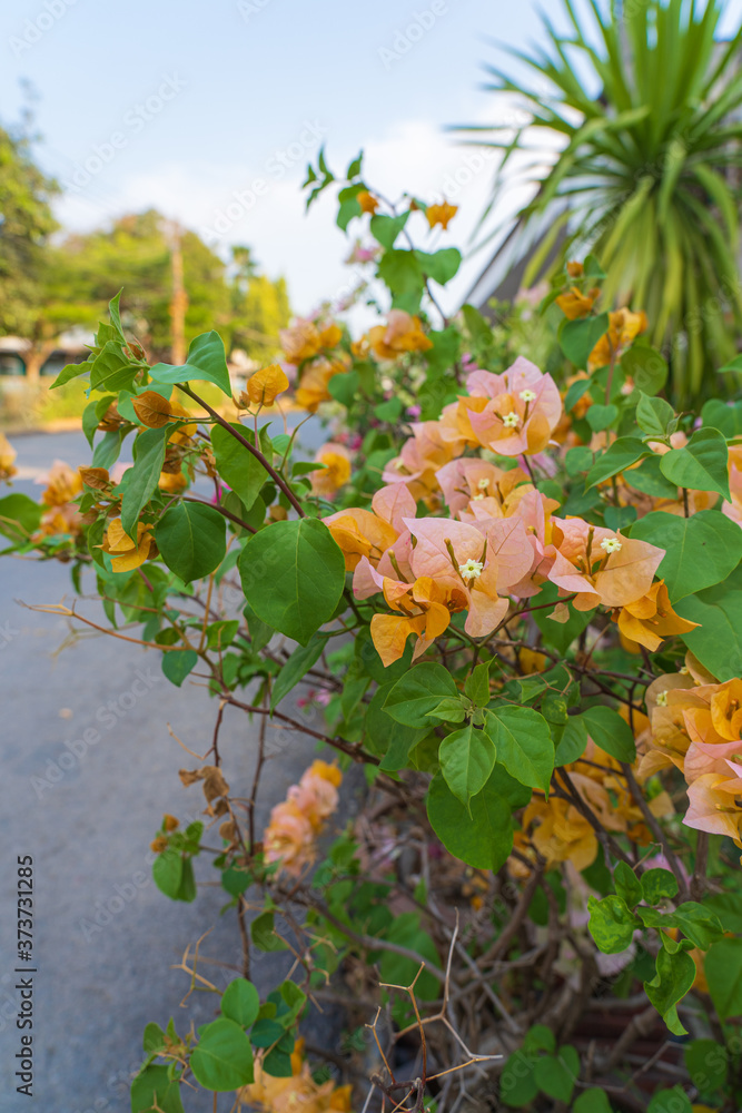 The old rose bougainvillea bushes in a pot is blooming beside the road in the afternoon.