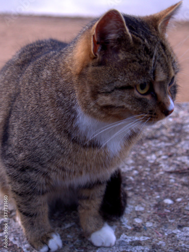 portrait of a cat