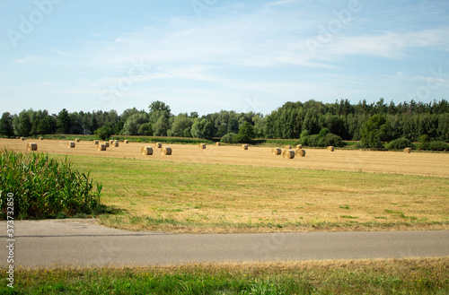 Round bales of straw on the field