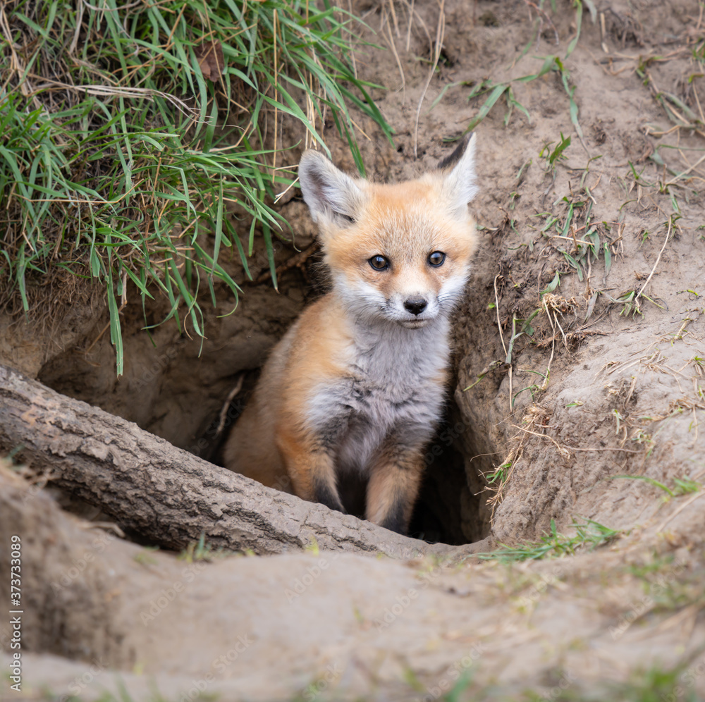 Red fox kit in the wild Red fox kit in the wild