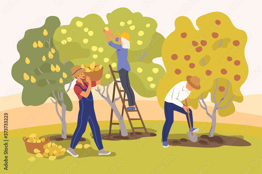 Φωτογραφία Gardeners harvest fruit trees
