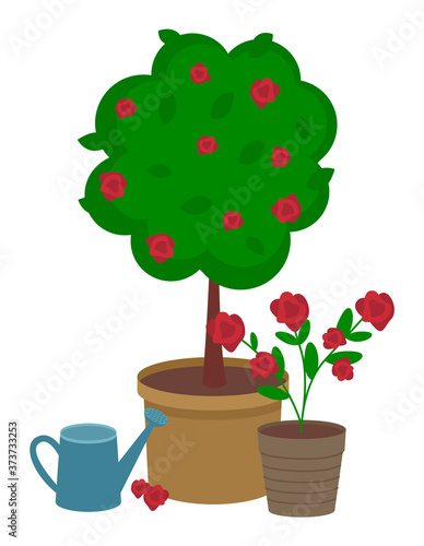 Red rose round bush with large pot and bouquet of red roses in a small pot. Watering can for flowers. Growing roses, plants. Urban agriculture and gardening. Isolated vector illustration on white