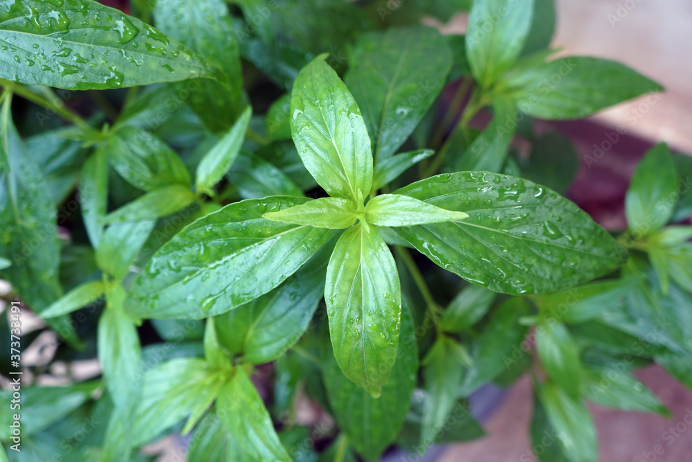 Kariyat, Fresh of Andrographis paniculata plant use for herbal product. Kariyat, Fresh of Andrographis paniculata plant use for herbal product.