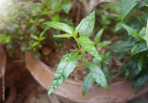 Kariyat, Fresh of Andrographis paniculata plant use for herbal product.