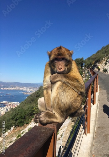 Cute monkey in Gibraltar © Nikola
