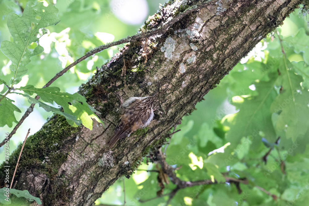 brown creeper camouflage
