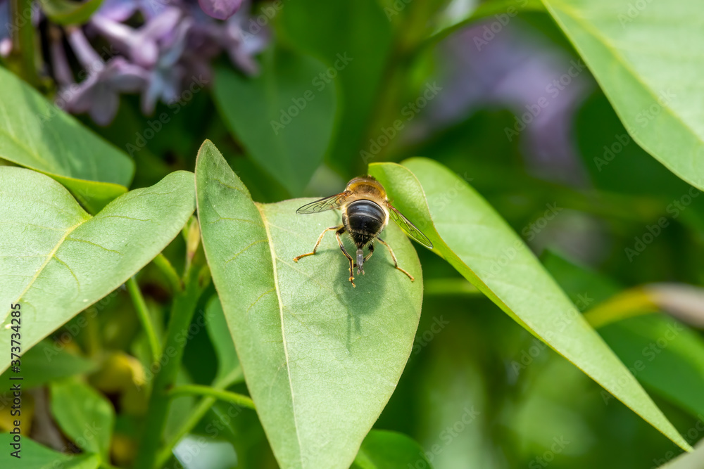 Eristalis pertinax hoverfly female ovipositor projecting from the apex of the abdomen Eristalis pertinax hoverfly female ovipositor projecting from the apex of the abdomen