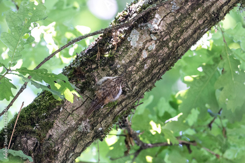 brown creeper camouflage