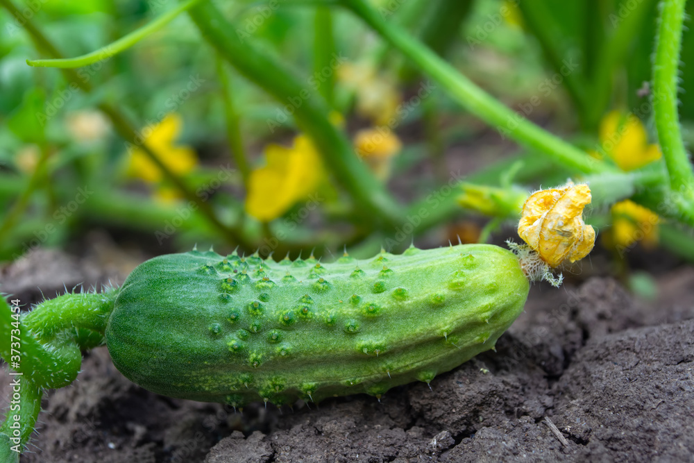 cucumber on a bush in a field against a background of leaves cucumber on a bush in a field against a background of leaves