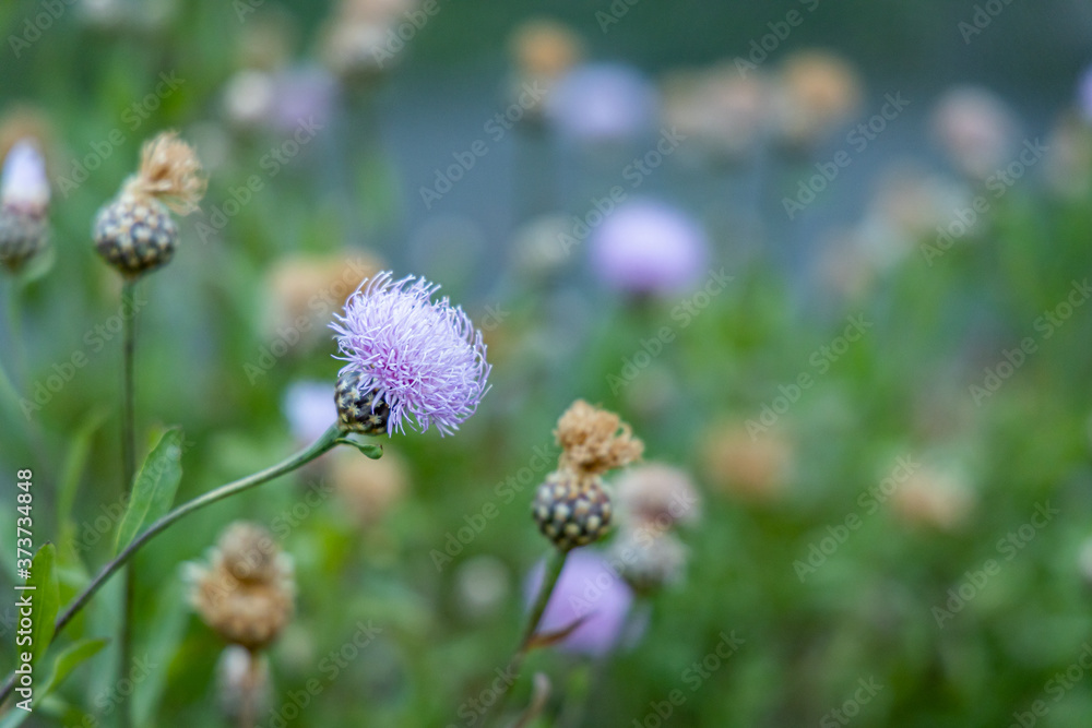 Spring flowers Spring flowers