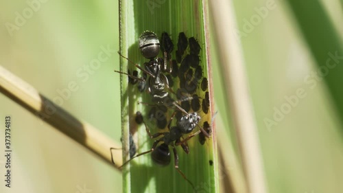 Macro shot of black garden ants on a green blade of grass guarding the aphids and collecting the honeydew they produce.