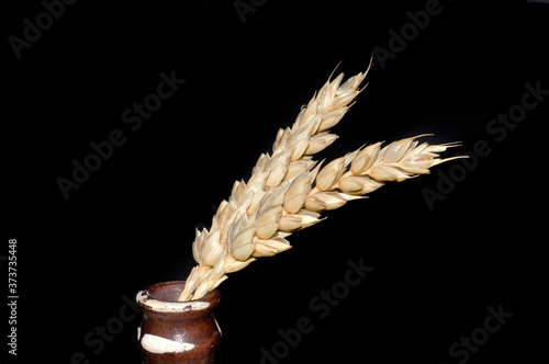 spikelets of wheat isolated on black background