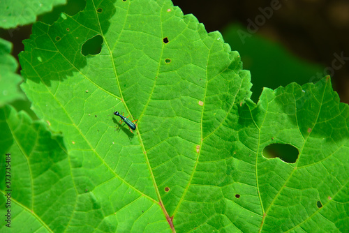 Blue danger ant on green leaf in forest .