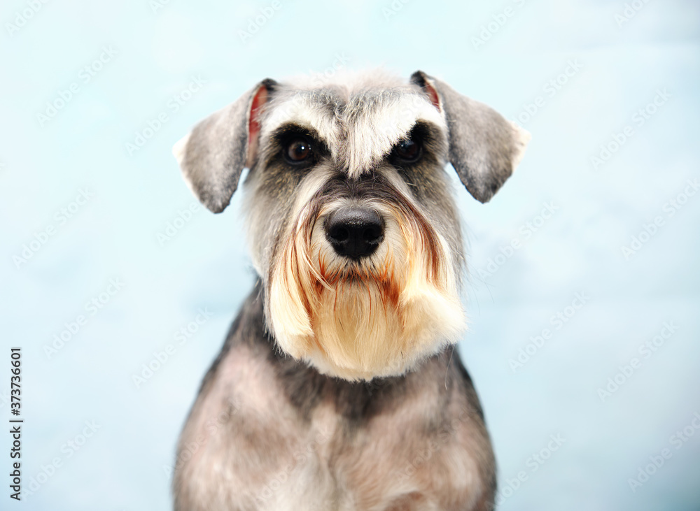 dog Schnauzer head close up after grooming procedure