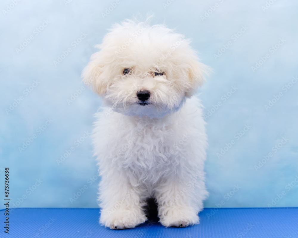 cute little Bichon Frise puppy poses indoors after grooming
