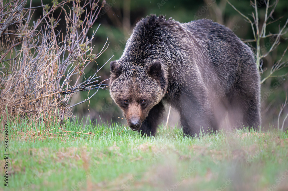 Fototapeta premium Grizzly bear in the wild