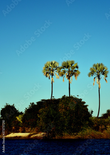 Three extremely tall Ilala palms standing guard on the Banks of the Zambezi River in Zimbabwe photo