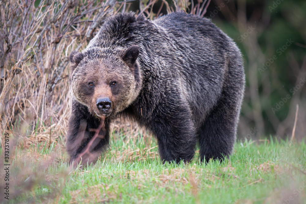 Grizzly bear in the wild