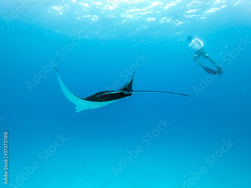 Male free diver and Giant oceanic manta ray, Manta Birostris, hovering underwater in blue ocean. Watching undersea world during adventure snorkeling tour on Maldives islands.