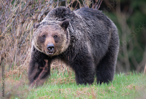 Grizzly bear in the wild