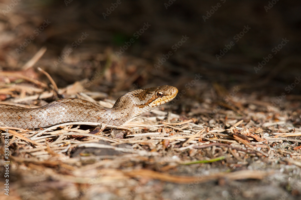 The smooth snake (Coronella austriaca)is a species of non-venomous snake in the family Colubridae. The species is found in northern and central Europe The smooth snake (Coronella austriaca)is a species of non-venomous snake in the family Colubridae. The species is found in northern and central Europe