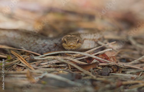The smooth snake (Coronella austriaca)is a species of non-venomous snake in the family Colubridae. The species is found in northern and central Europe