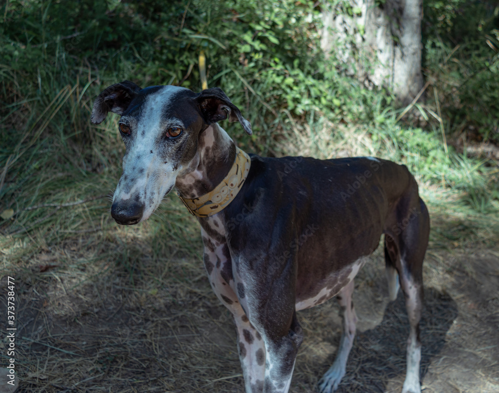 perro galgo de color negro con manchas blancas y collar amarillo en el bosque perro galgo de color negro con manchas blancas y collar amarillo en el bosque
