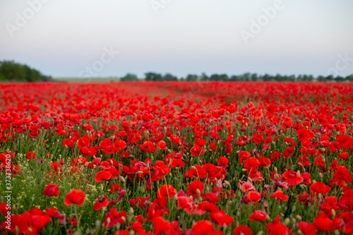 field of red tulips