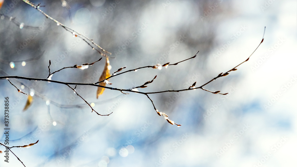 A tree branch covered with snow and ice in sunny weather A tree branch covered with snow and ice in sunny weather