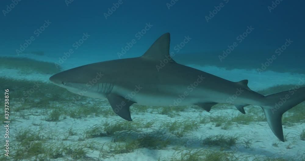 Tigershark swims above the sand in blue and clear
water
Tigershark swims above the sand in blue and clear
water