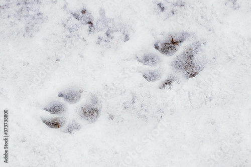 Dog tracks in the snow, animals in winter © Volodymyr
