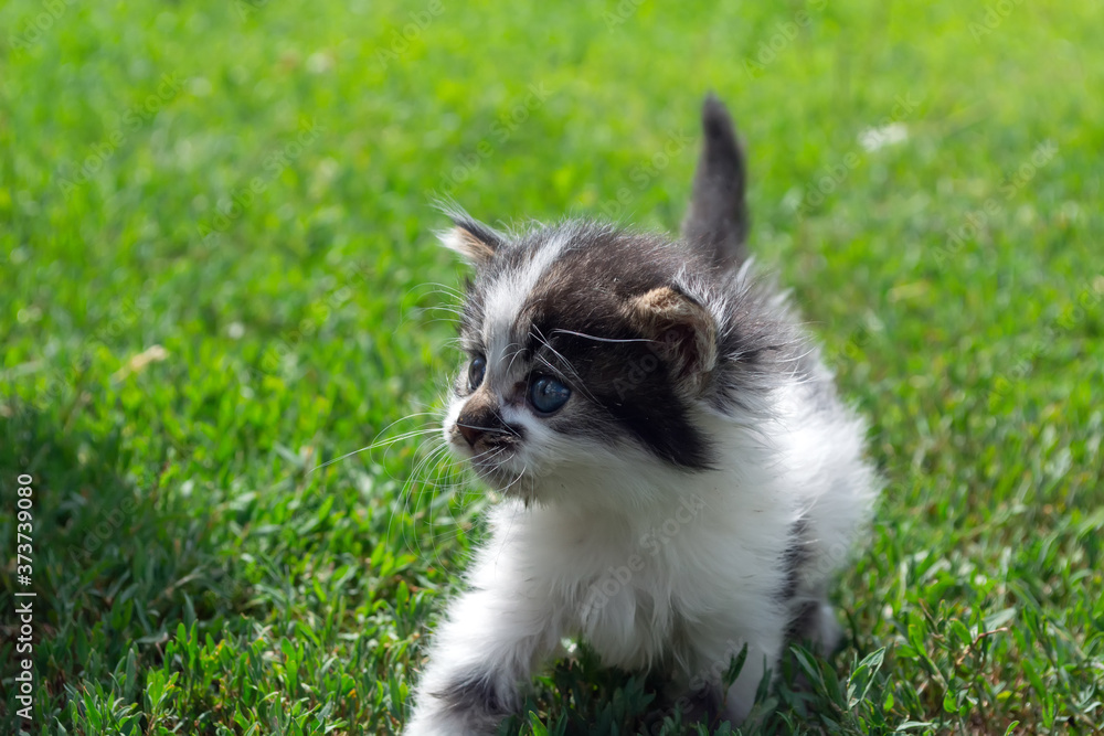 little stray kitten playing on the grass