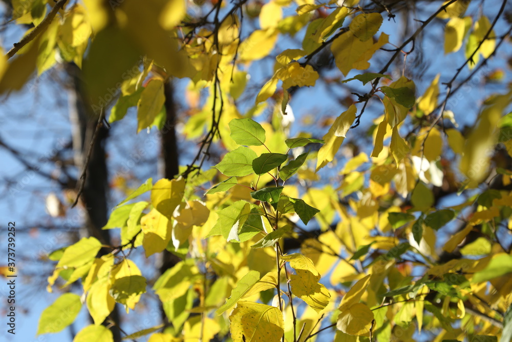 yellow maple leaves yellow maple leaves